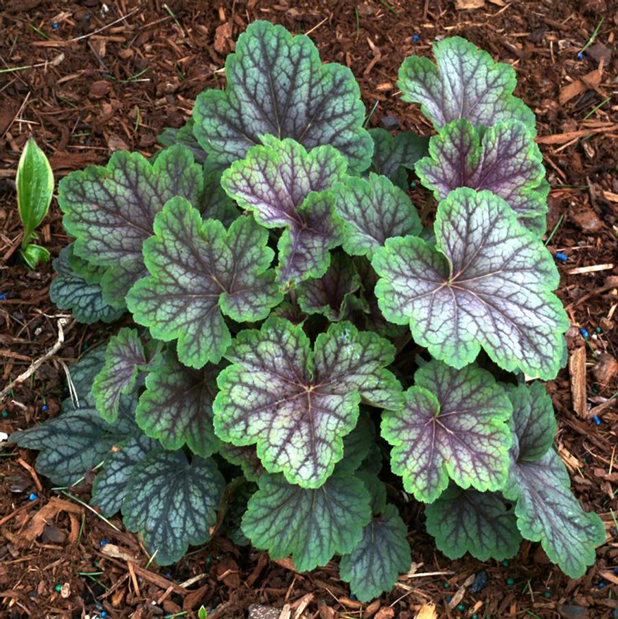 Heuchera 'Green Spice' - Green Spice Coral Bells from Willowbrook Nurseries