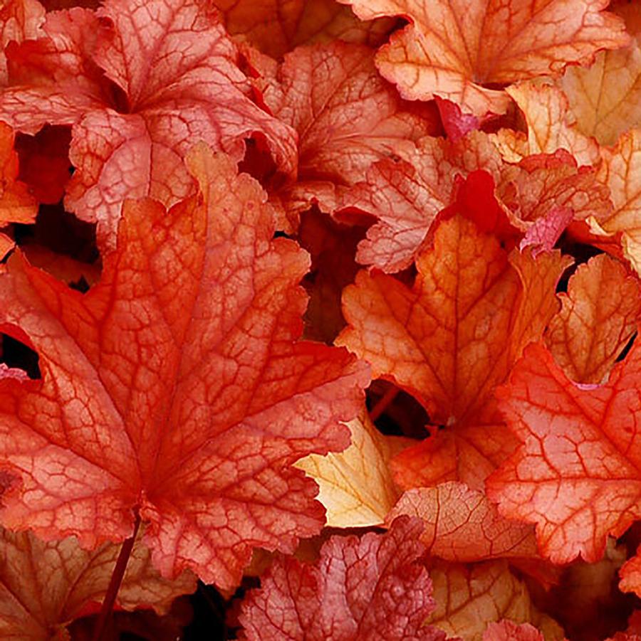 Heuchera 'Paprika' - Paprika Coral Bells from Willowbrook Nurseries