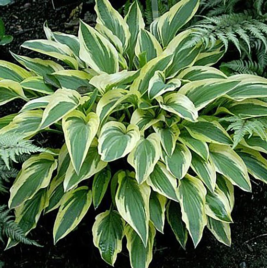 Hosta Lakeside Dragonfly