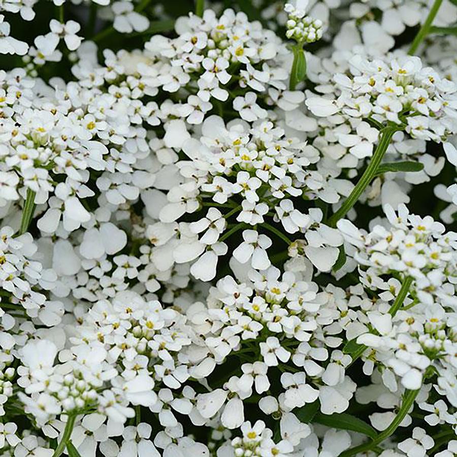 Iberis sempervirens Summer Snowdrift