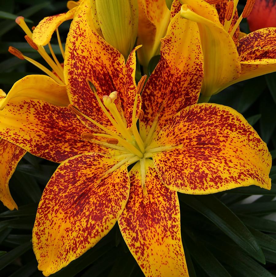 Lilium asiaticum Lily Looks Tiny Parrot