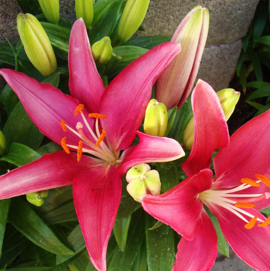 Lilium asiaticum Lily Looks Tiny Pearl