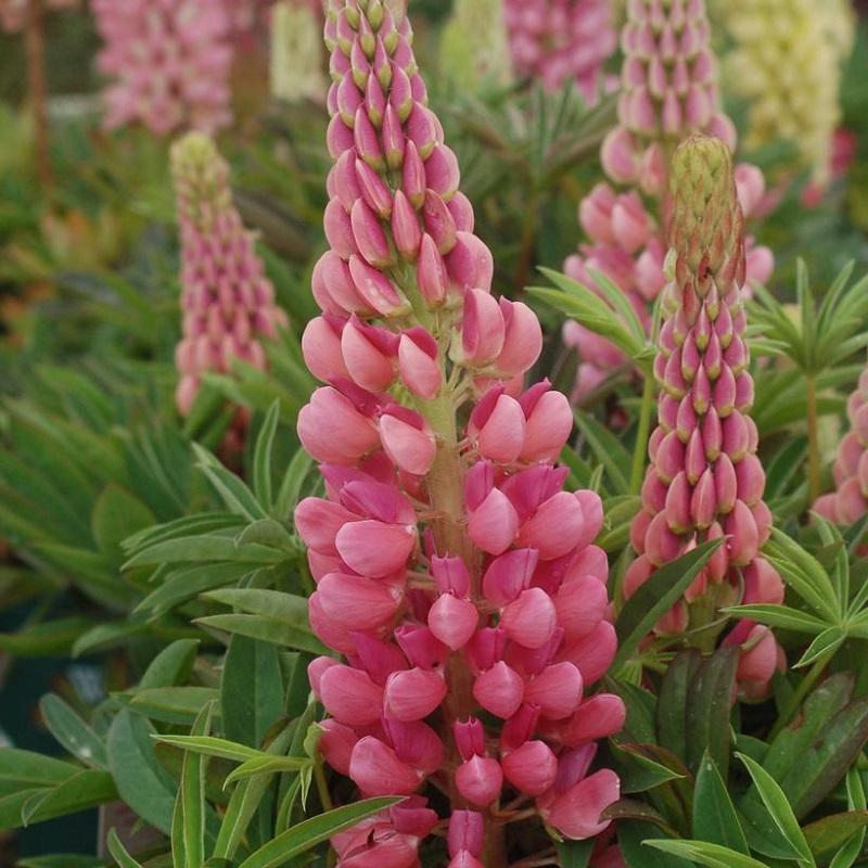 Lupinus polyphyllus Gallery Pink