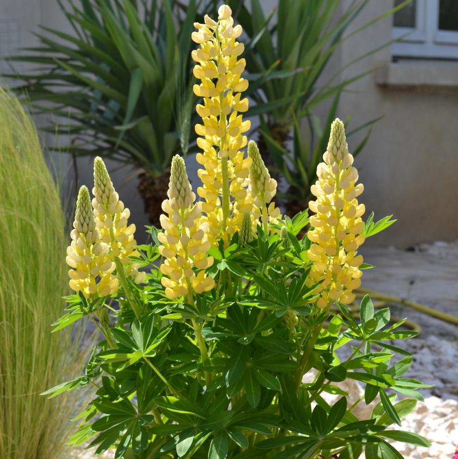 Lupinus polyphyllus Mini Gallery™ Yellow