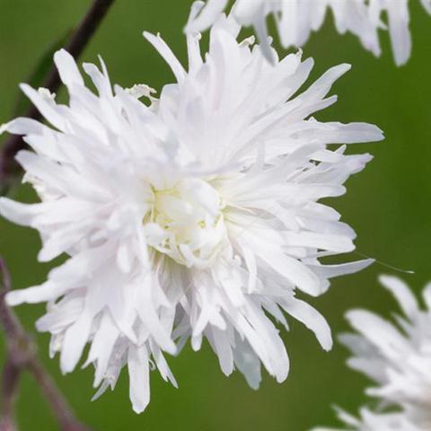 Lychnis flos-cuculi Petite Henri