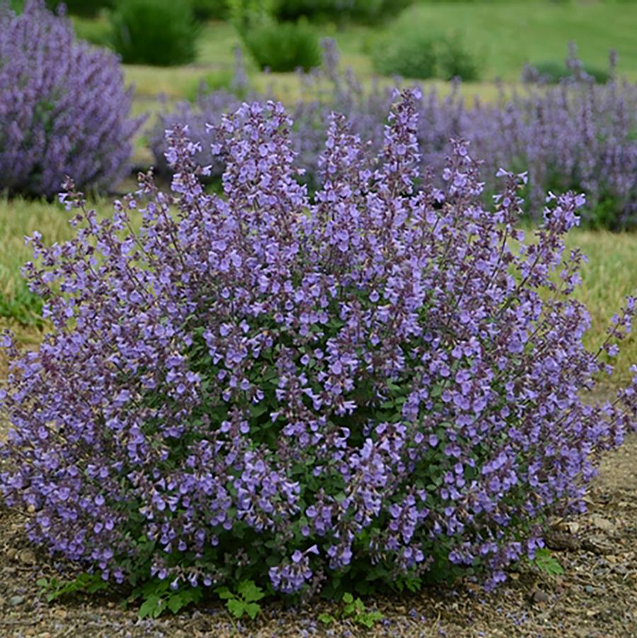 Nepeta x faassenii Kitten Around