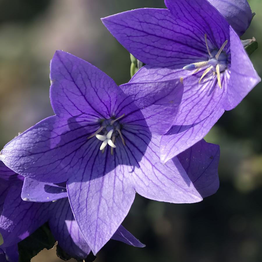 Platycodon grandiflorus Twinkle™ Twinkle™ Blue