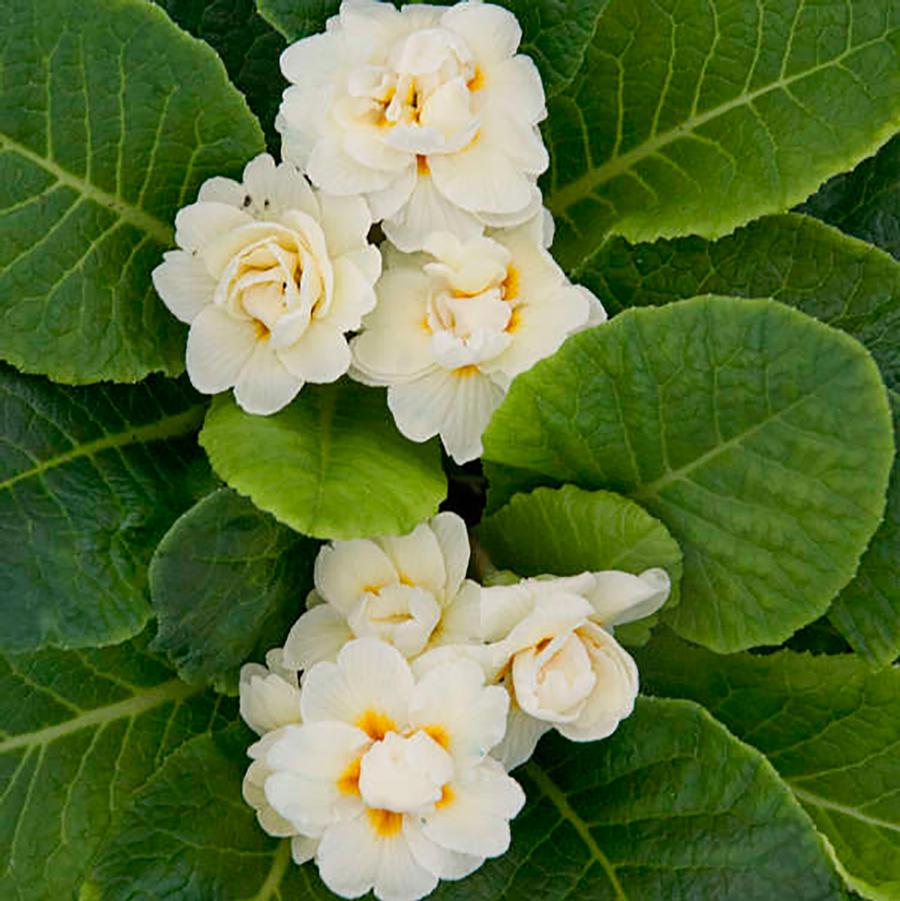 Primula vulgaris Belarina® Belarina® Cream