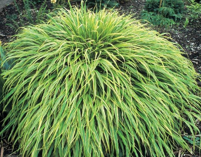 Hakonechloa macra Albo-Striata