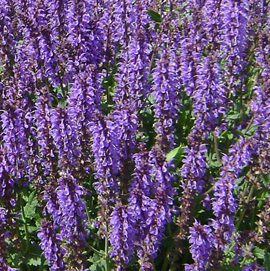 Salvia nemorosa Blue by You