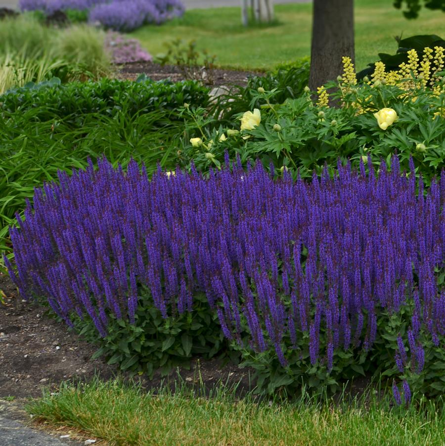 Salvia nemorosa Color Spires® Violet Riot