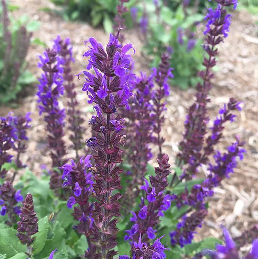 Salvia nemorosa Midnight® Midnight® Purple