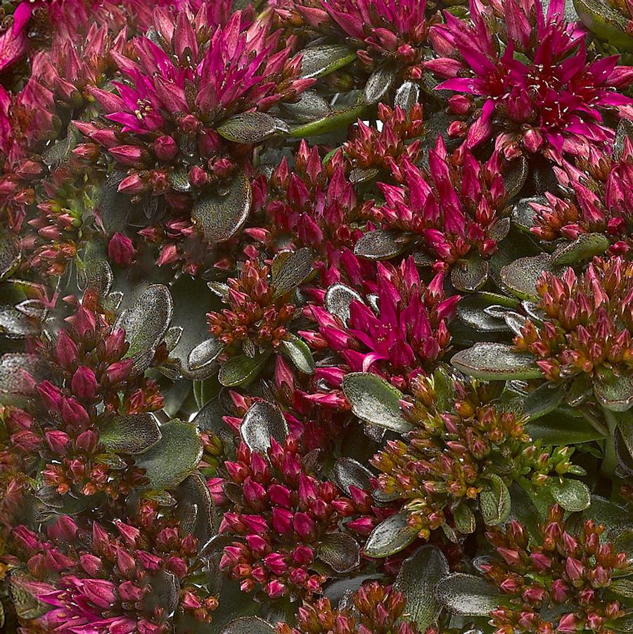 Sedum spurium Spot On™ Spot On™ Deep Rose