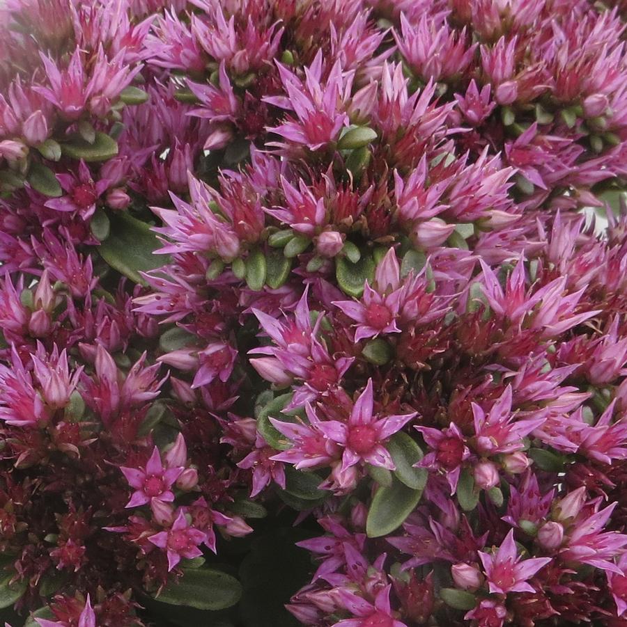 Sedum spurium Spot On™ Spot On™ Pink