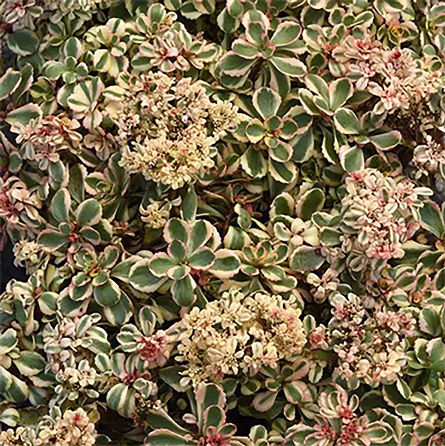 Sedum spurium What a Doozie