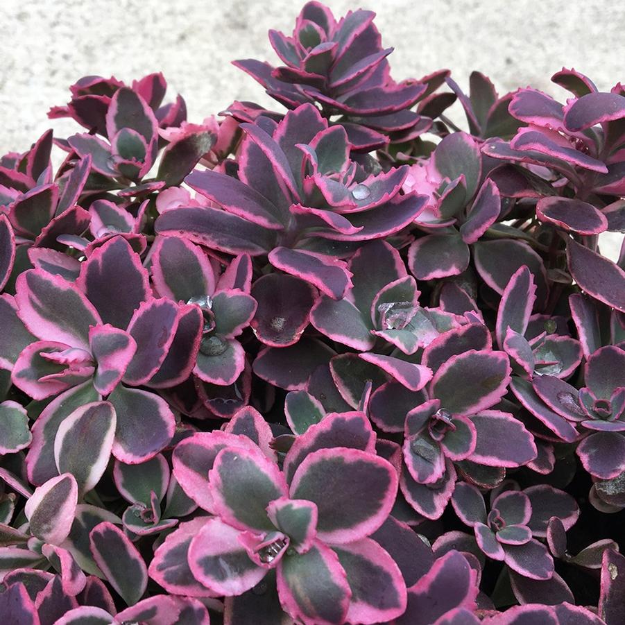 Sedum Sunsparkler® Dream Dazzler