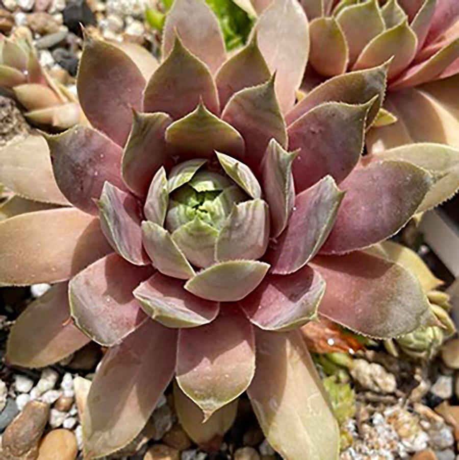 Sempervivum Lavender Ice