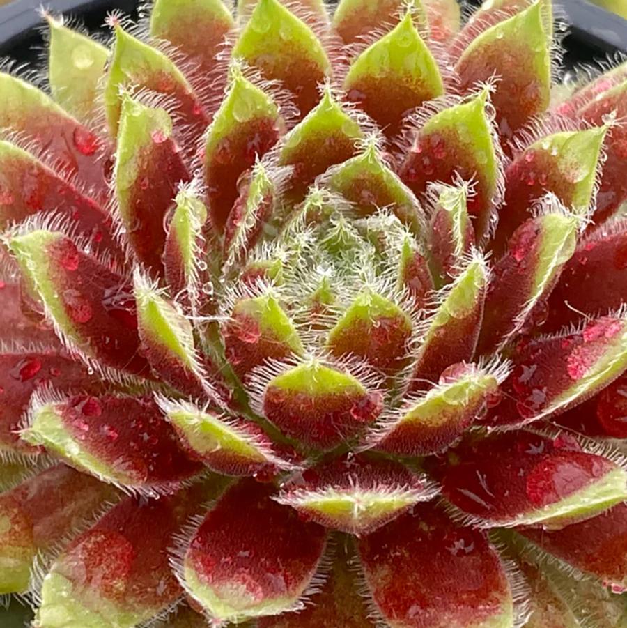 Sempervivum Chick Charms® Gold Dust™