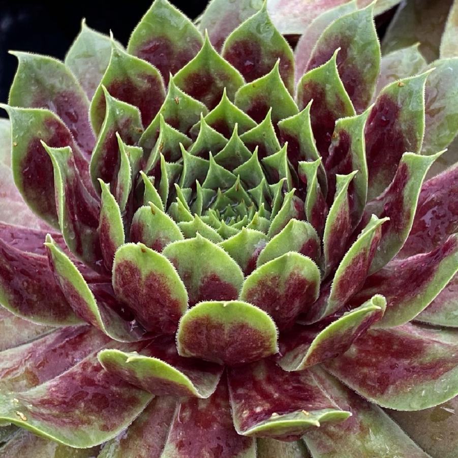 Sempervivum Chick Charms® Giant Emerald Explosion