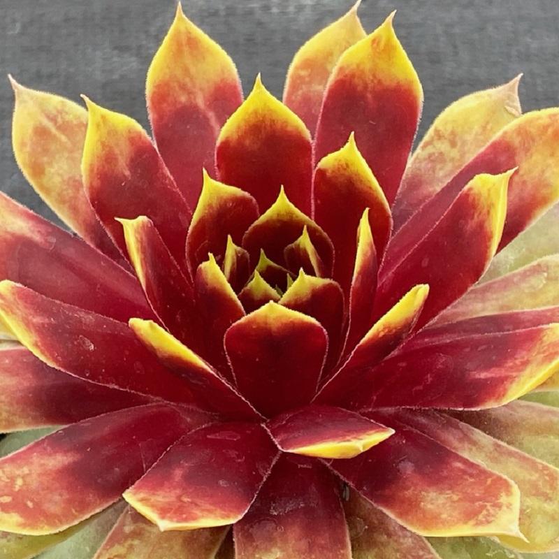 Sempervivum Chick Charms® Giant Gold Mine