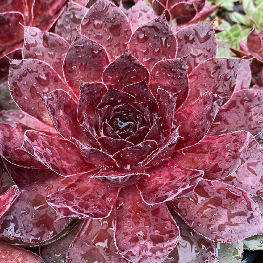 Sempervivum Chick Charms® Giant Maroon Mountain