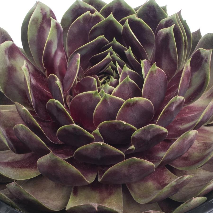 Sempervivum Supersemp® Fire Quartz