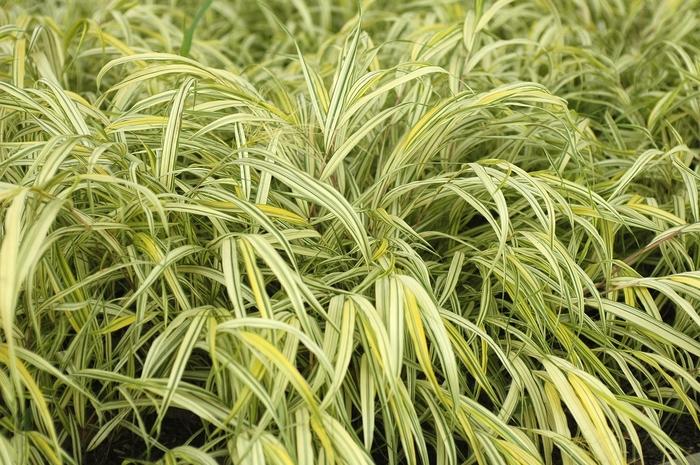 Hakonechloa macra Aureola