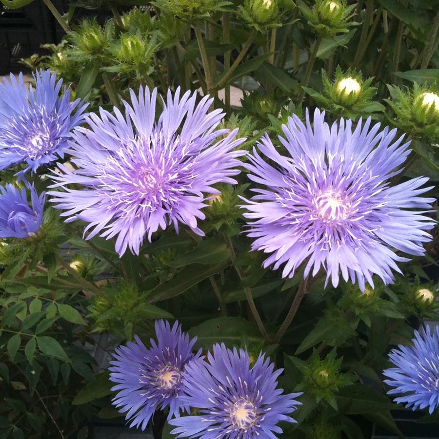 Stokesia laevis Mel's Blue