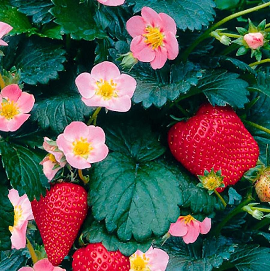 Fragaria Berries Galore® Berries Galore® Pink