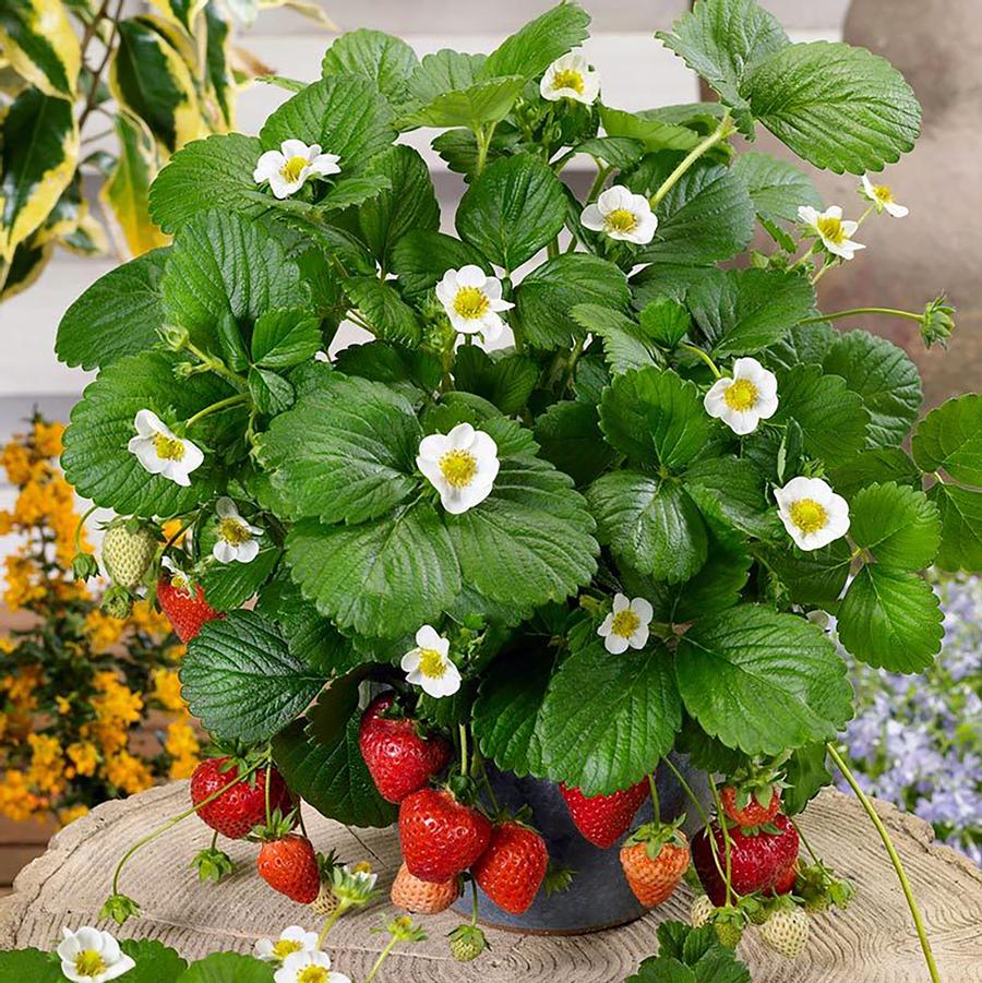 Fragaria Berries Galore® Berries Galore® White