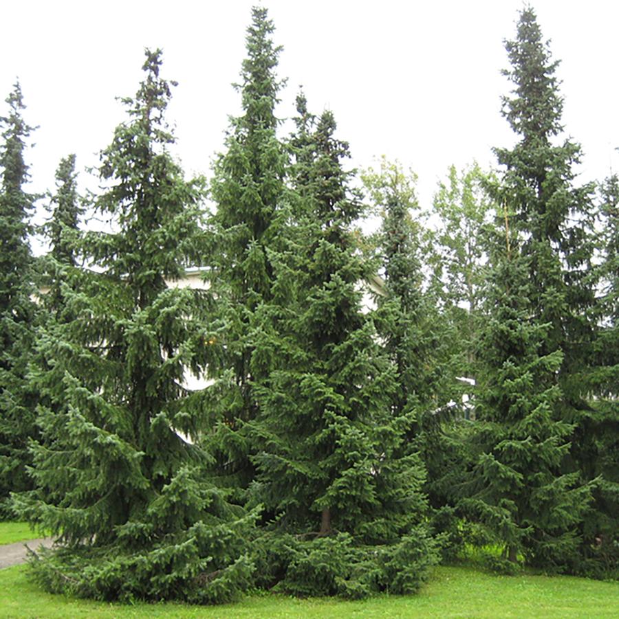 Picea omorika - Serbian Spruce from Willowbrook Nurseries