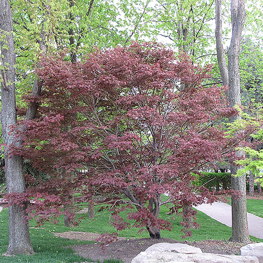 Acer palmatum var. atropurpureum 'Burgundy Lace' - Burgundy Lace Japanese Maple from Willowbrook Nurseries