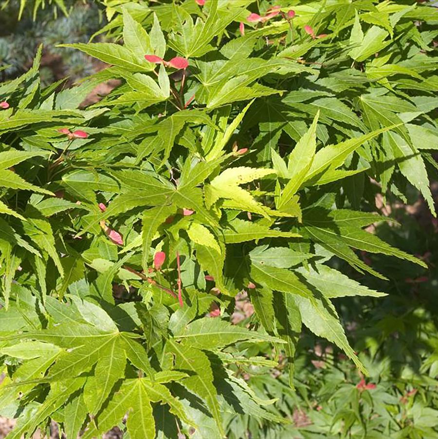 Acer palmatum 'Osakazuki' - Osakazuki Japanese Maple from Willowbrook Nurseries