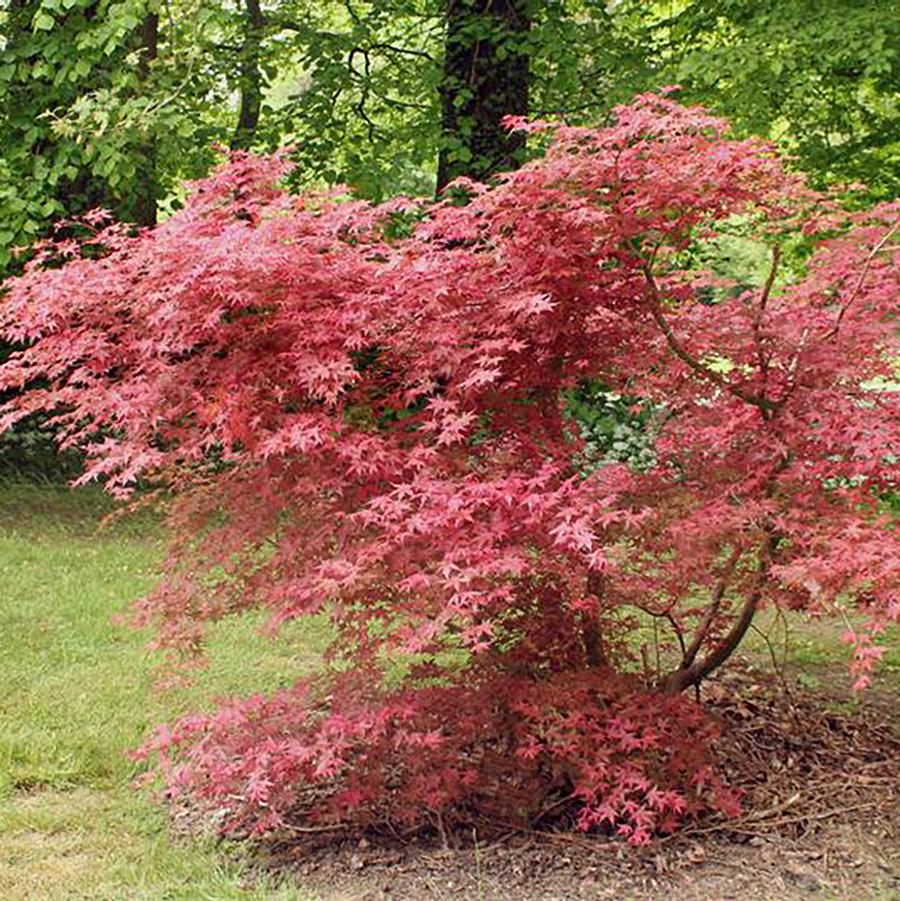 Acer palmatum 'Shindeshojo' - Shindeshojo Japanese Maple from Willowbrook Nurseries