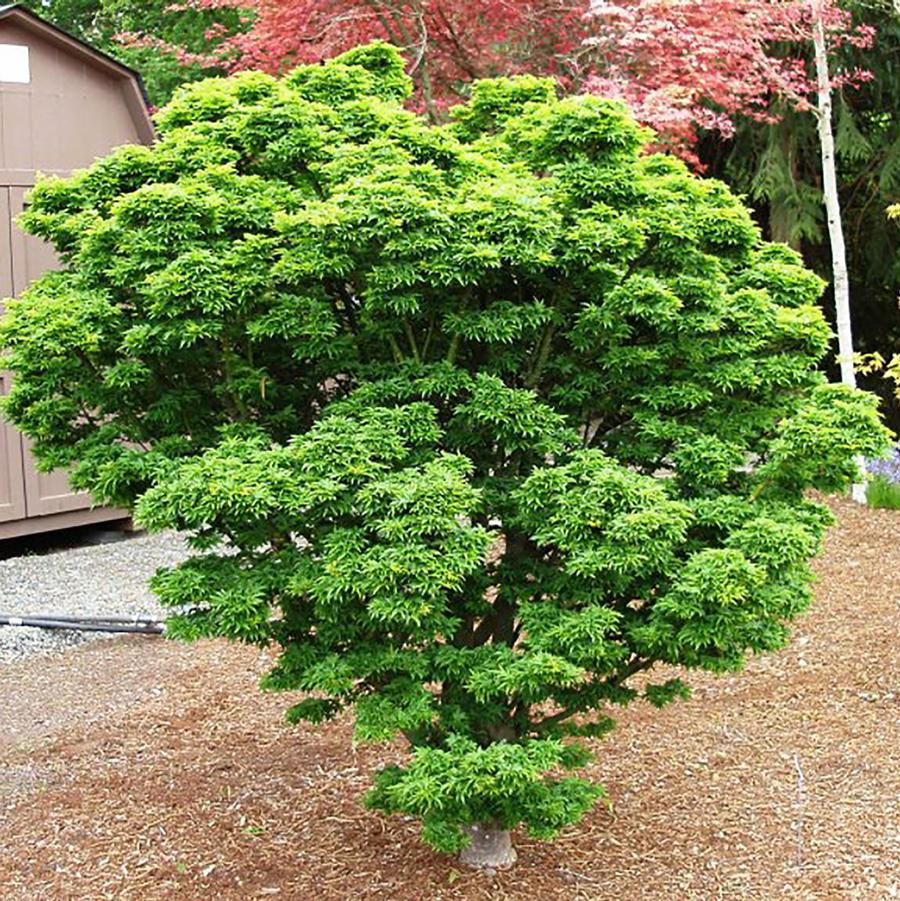 Acer palmatum 'Shishigashira' - Japanese Maple from Willowbrook Nurseries