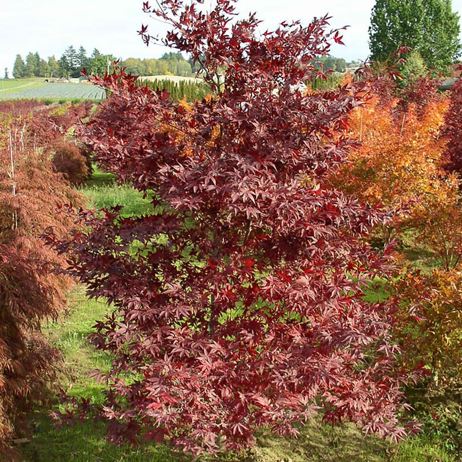 Acer palmatum 'Suminagashi' - Suminagashi Japanese Maple from Willowbrook Nurseries