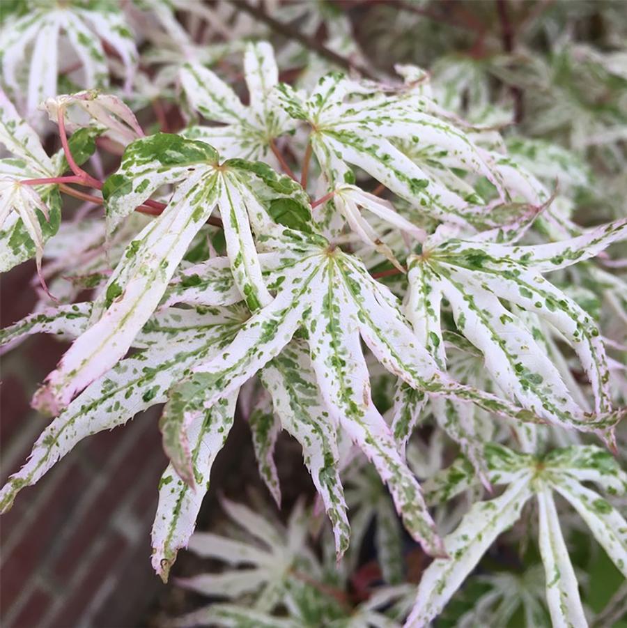 Acer palmatum 'Ukigumo' - Ukigumo Japanese Maple from Willowbrook Nurseries