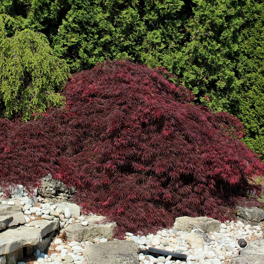 Acer palmatum var. dissectum 'Garnet' - Garnet Laceleaf Japanese Maple from Willowbrook Nurseries