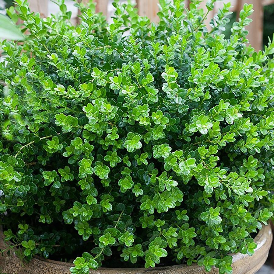 Buxus microphylla 'Sprinter®' - Sprinter® Boxwood from Willowbrook Nurseries