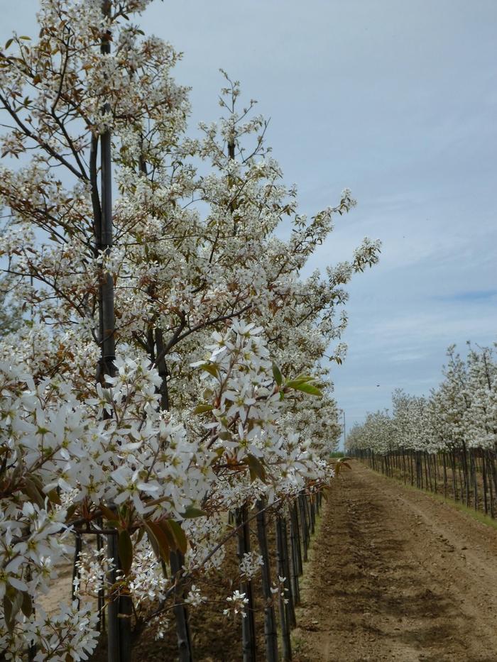 Amelanchier canadensis 