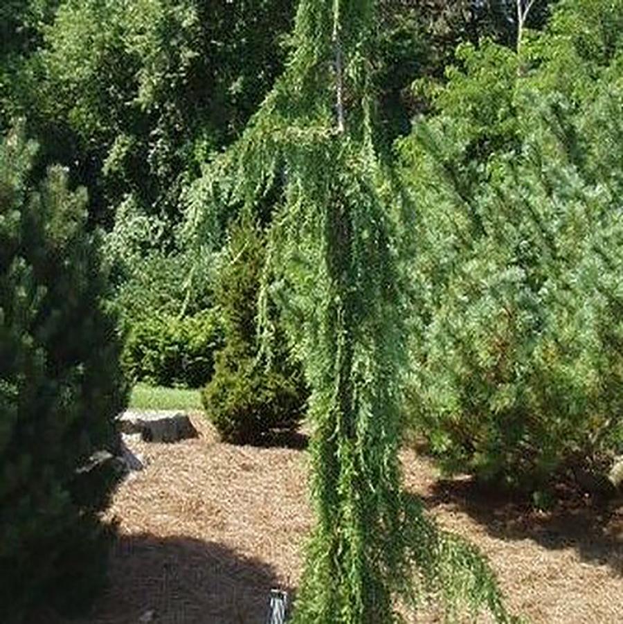 Chamaecyparis nootkatensis 'Green Arrow' - Green Arrow Alaska Cedar from Willowbrook Nurseries