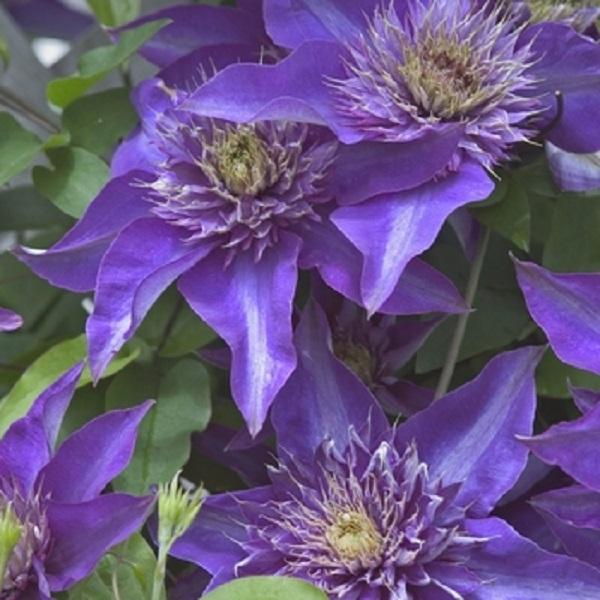 Clematis 'Multi-Blue' - Multi-Blue Clematis from Willowbrook Nurseries