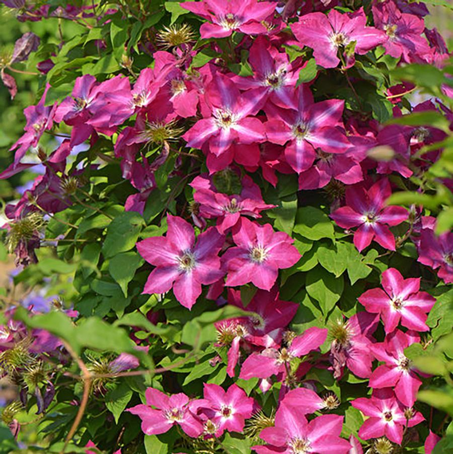 Clematis 'Viva Polonia' - Viva Polonia Clematis from Willowbrook Nurseries