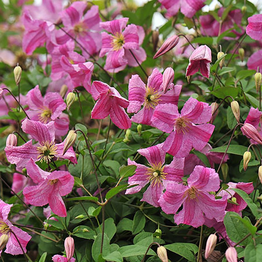 Clematis 'Pink Mink®' - Pink Mink® Clematis from Willowbrook Nurseries