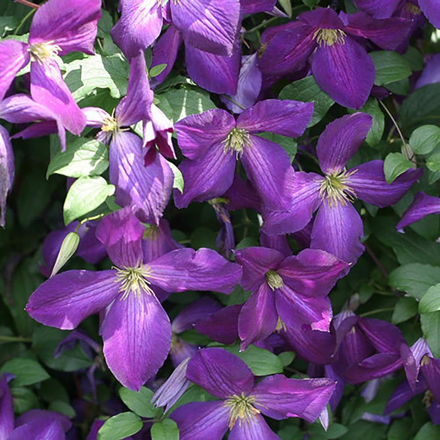 Clematis 'Happy Jack® Purple' - Happy Jack® Clematis from Willowbrook Nurseries