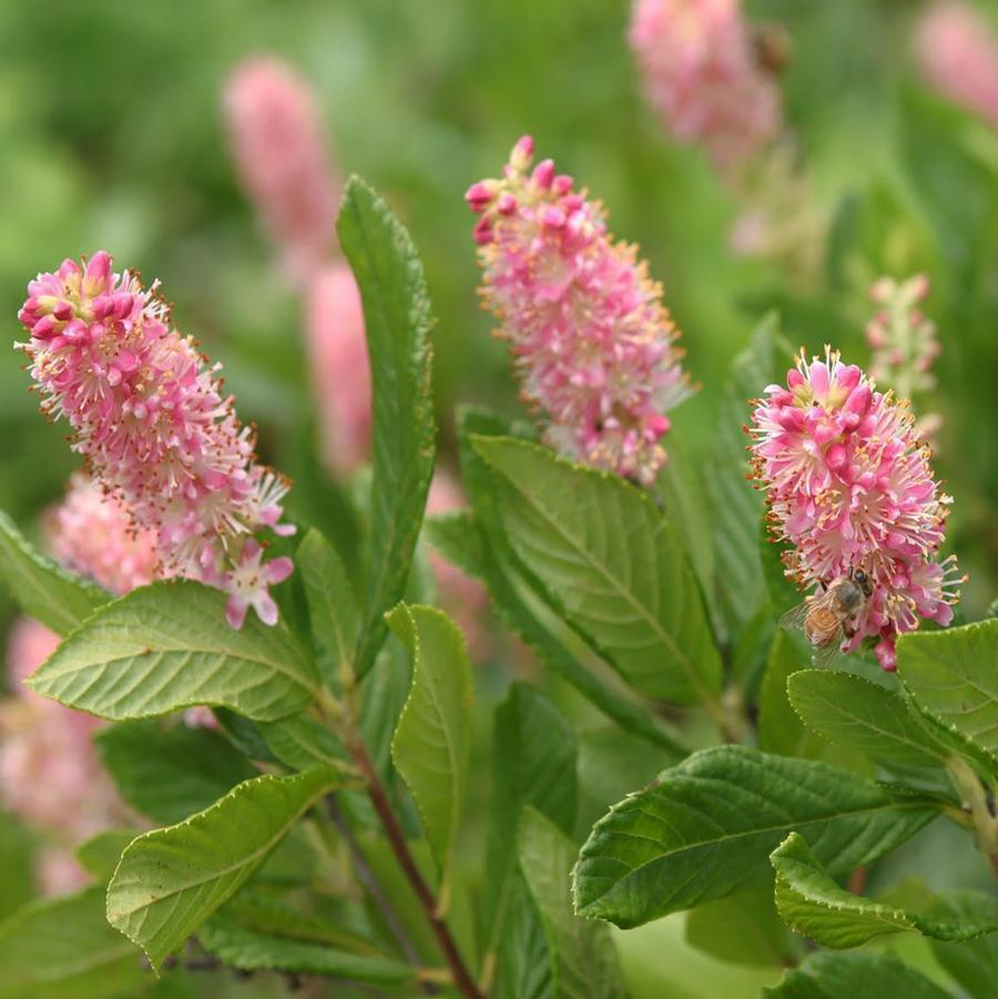 Clethra alnifolia 'Ruby Spice' - Ruby Spice Summersweet from Willowbrook Nurseries