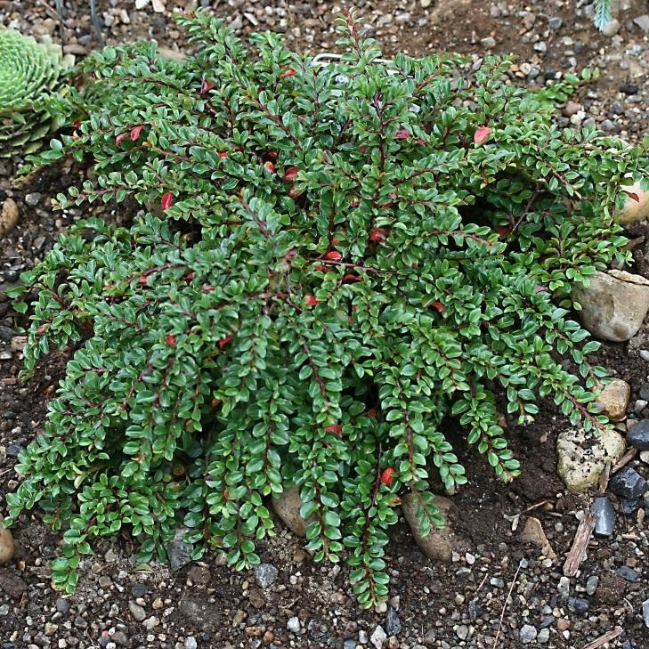 Cotoneaster apiculatus 'Tom Thumb' - tomThumb Cranberry Cotoneaster from Willowbrook Nurseries