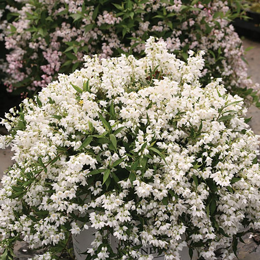 Deutzia 'Yuki Snowflake®' - Yuki Snowflake® Deutzia from Willowbrook Nurseries