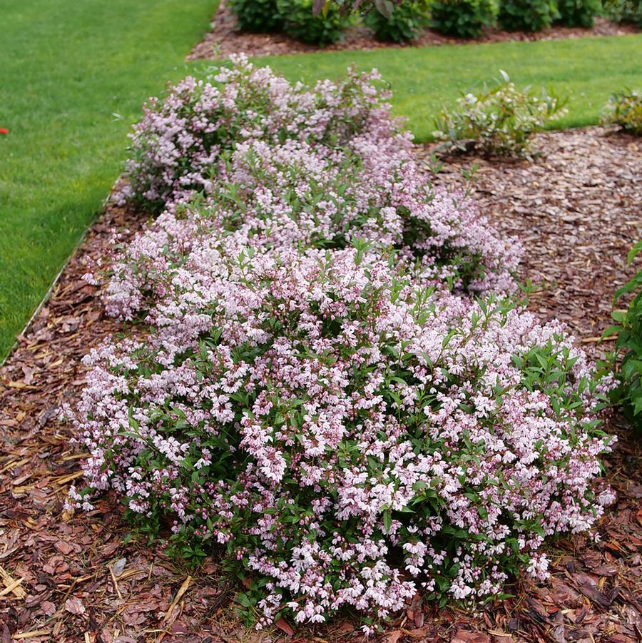 Deutzia 'Yuki Kabuki®' - Yuki Kabuki™ Deutzia from Willowbrook Nurseries