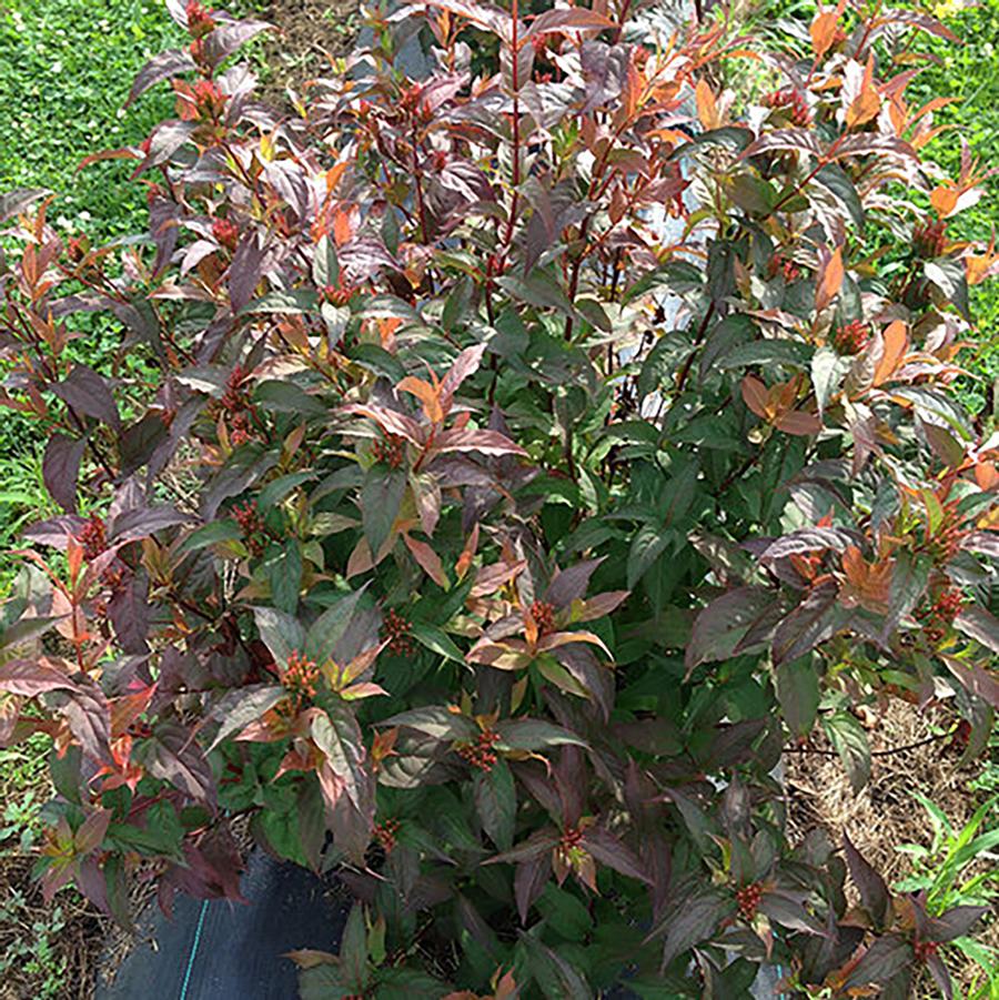 Diervilla Kodiak® 'Red 2.0' - Kodiak® Red 2.0 Diervilla from Willowbrook Nurseries